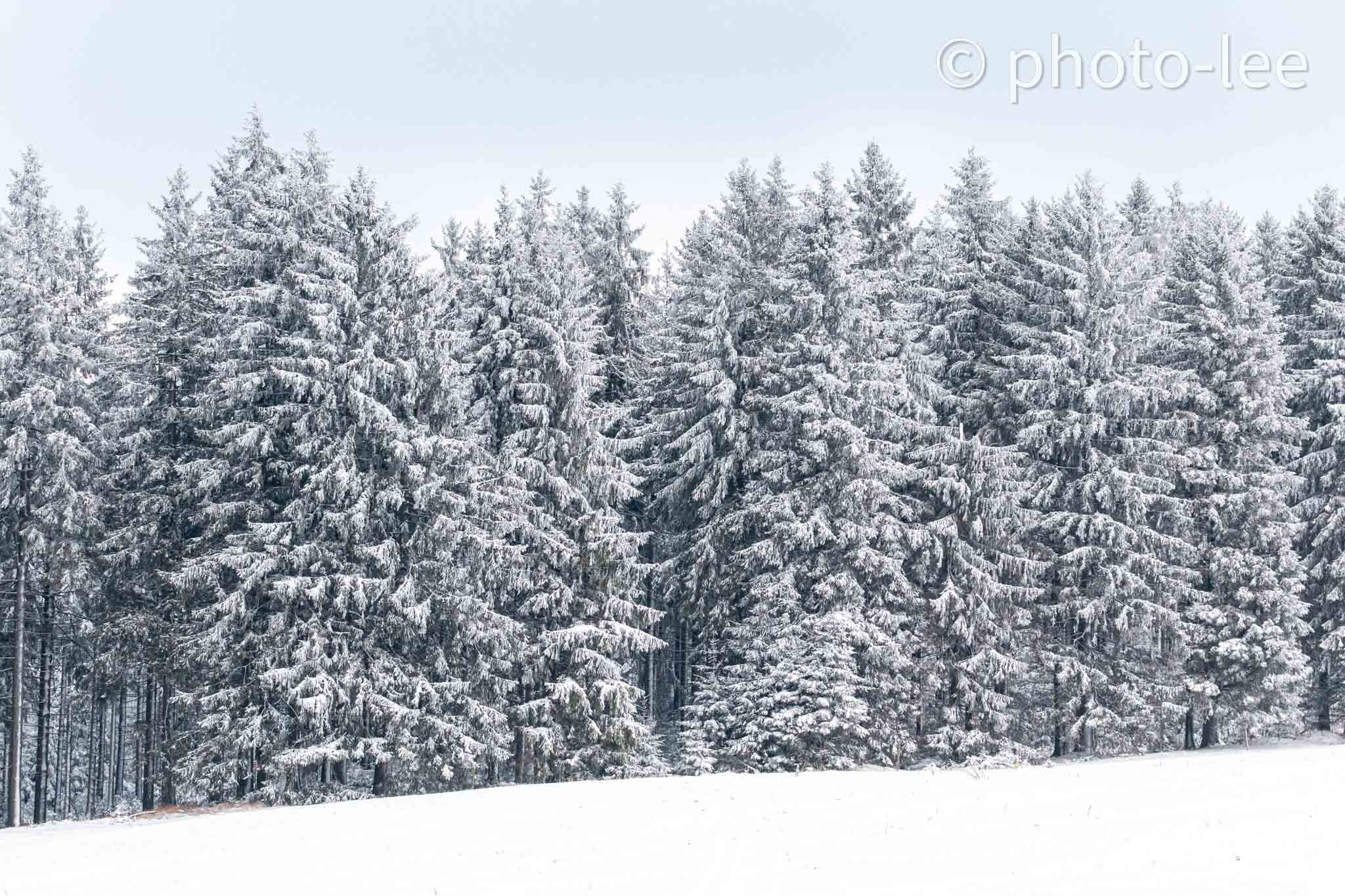 Eine Reihe an schneebedeckten Bäumen